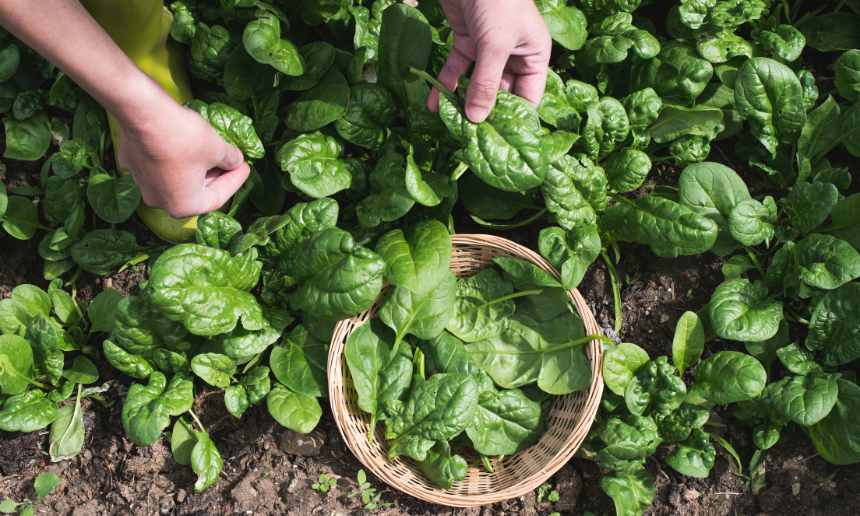 Spinach: A Nutrient-Rich Green